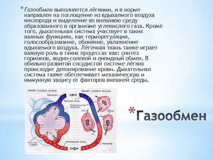Дыхательная система человека - органы, схема, процессы и работа (биология, 8 класс) — природа мира