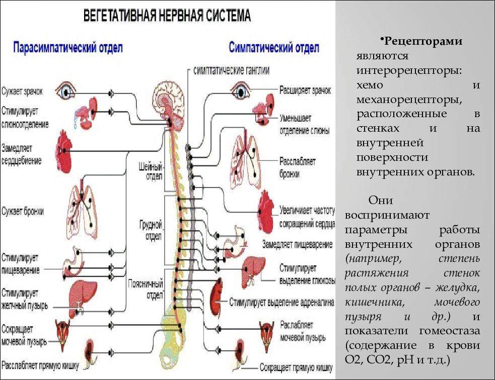 Соматоформная дисфункция вегетативной нервной системы - симптомы болезни, профилактика и лечение соматоформной дисфункции вегетативной нервной системы, причины заболевания и его диагностика на eurolab