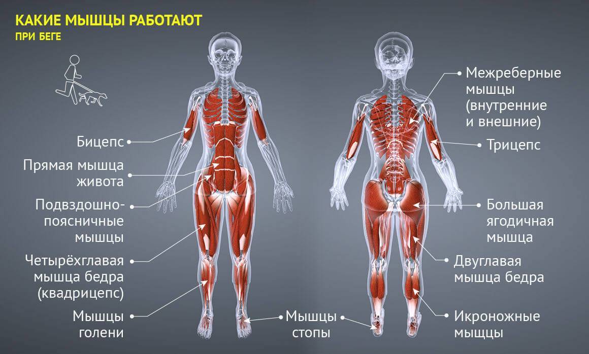 Какие мышцы будут работать при беге — разбираемся в анатомии