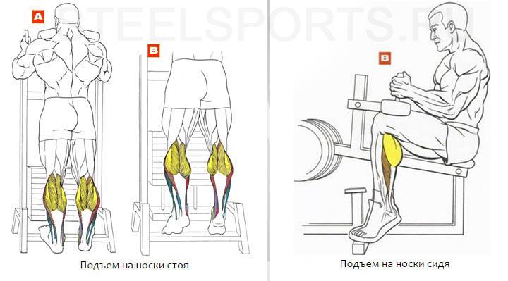 Подъем на носки сидя - sportfito — сайт о спорте и здоровом образе жизни