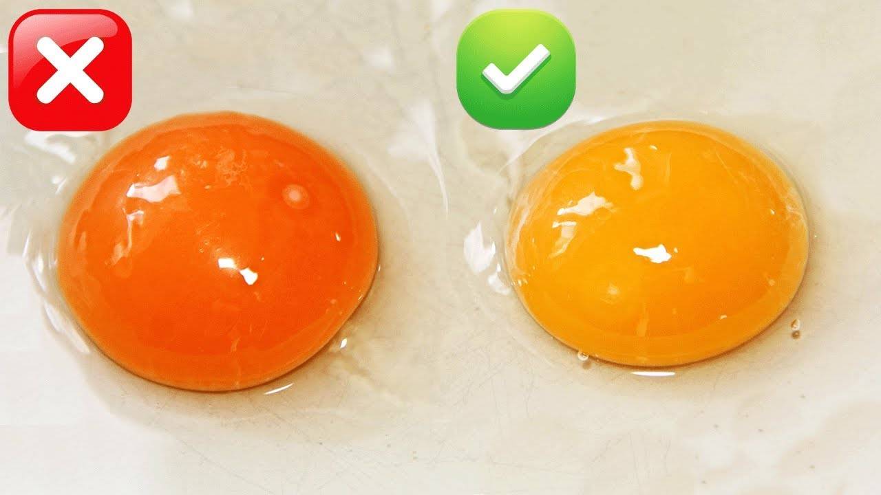 Почему яйцо оранжевое. Цвет куриного желтка. Оранжевый желток. Цвет желтка яиц. Яичный желток оранжевый.