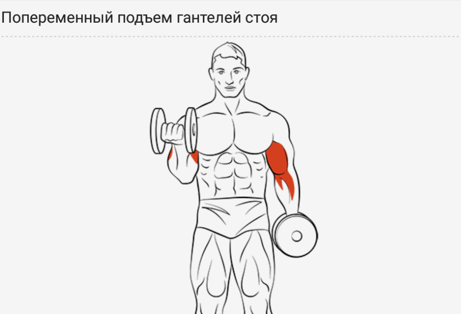 Механика мышц: основные эффективные упражнения на бицепс