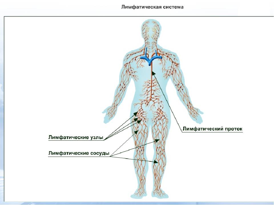 Лимфатическая система, её функции и строение