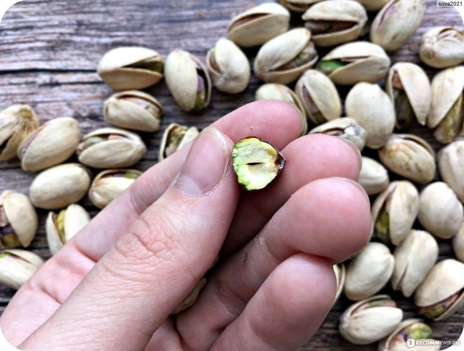 Где и как растут орехи фисташки (40 фото) | огородникам инфо