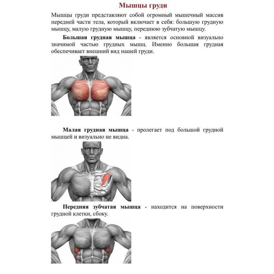 Прокачка грудных мышц за месяц: 15 схем самых эффективных упражнений в тренажерном зале и дома