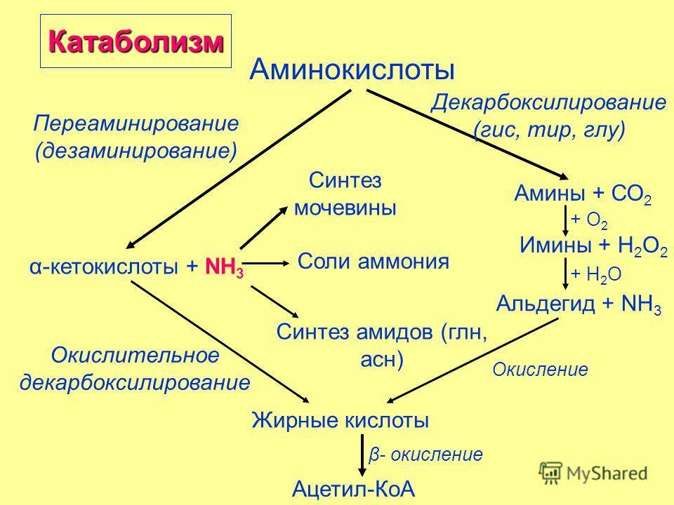 Катаболизм и анаболизм это что такое, катаболические процессы мышц | alkopolitika.ru
