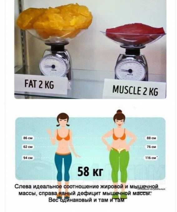 Мышечная масса: норма в процентах, способы расчета, важность контроля - tony.ru