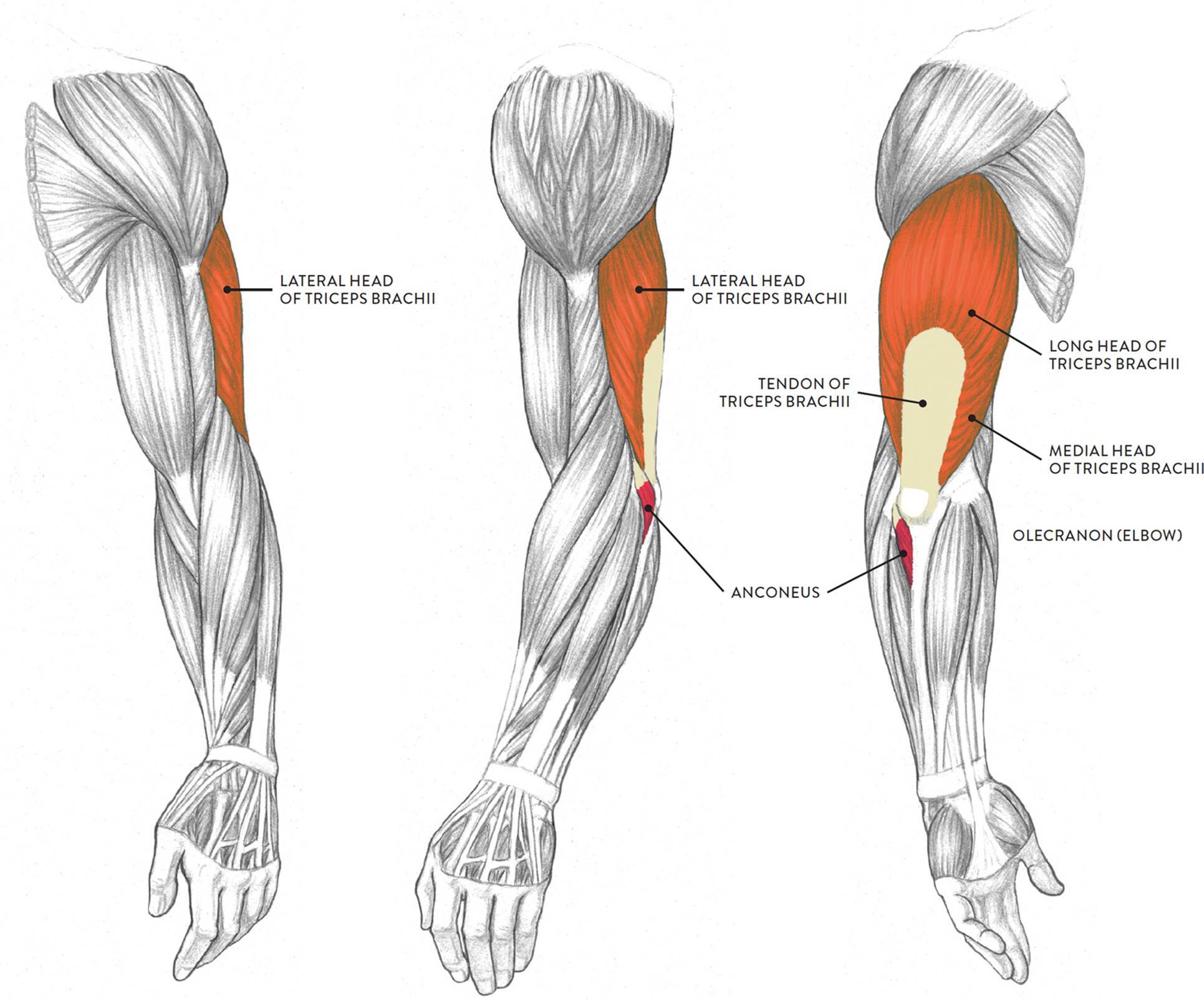 Мышцы рук: анатомия! лучшая информация о мышцах рук!
