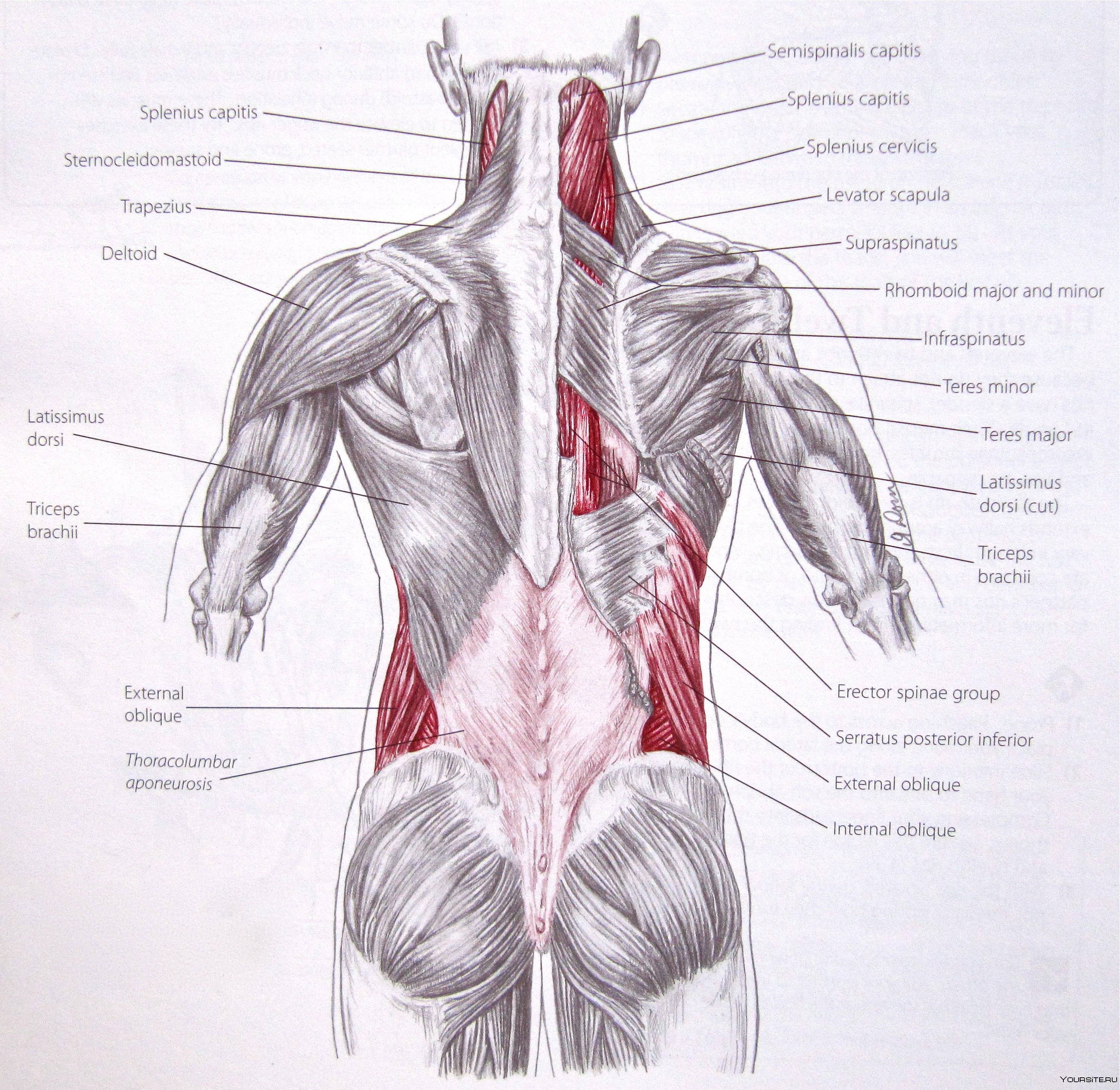 Анатомия мышц медиального тракта спины человека — информация: