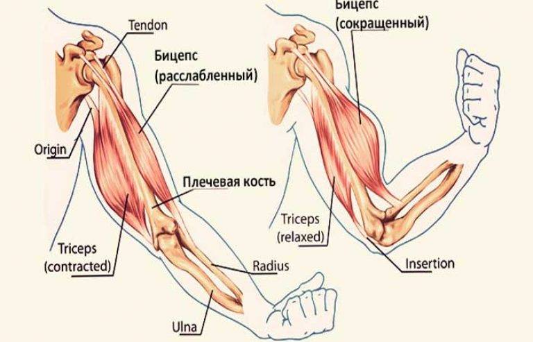 Анатомия и строение мышц рук: что, как устроено и как качать