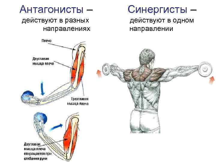 Мышцы антагонисты и синергисты таблица анатомия - красота и здоровье