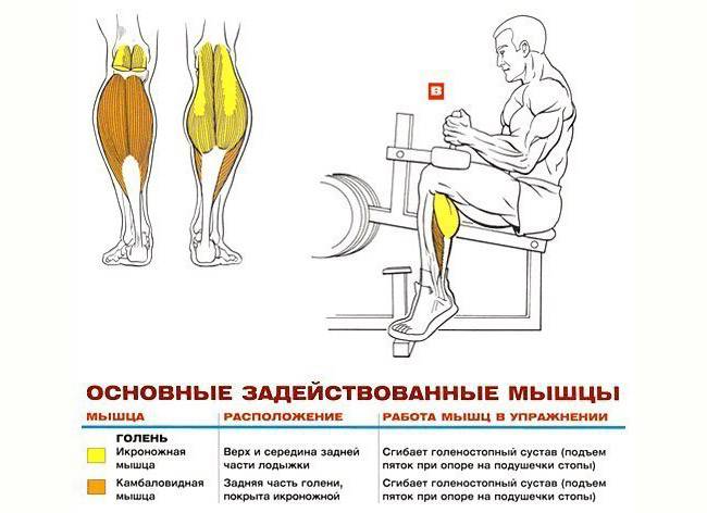 Подъем на носки стоя: описание упражнения, инструкция по выполнению