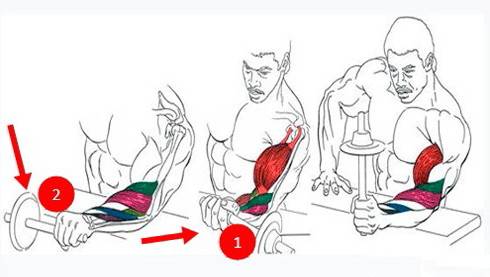 Упражнения для кистей рук: как накачать запястья рук (в т.ч. домашних условиях)
