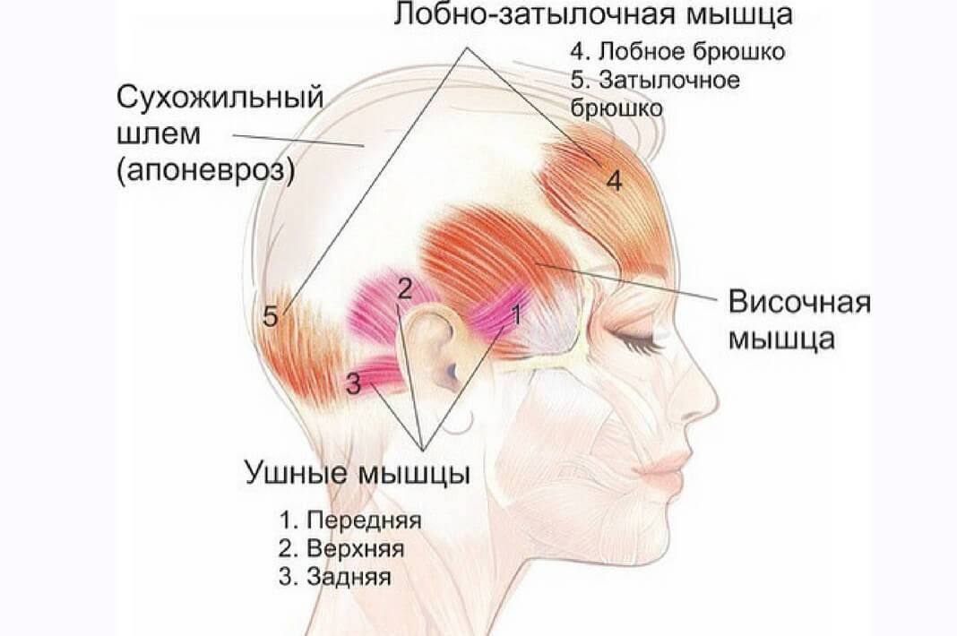 Коррекция овала лица radiesse (радиес): техника трех точек | портал 1nep.ru