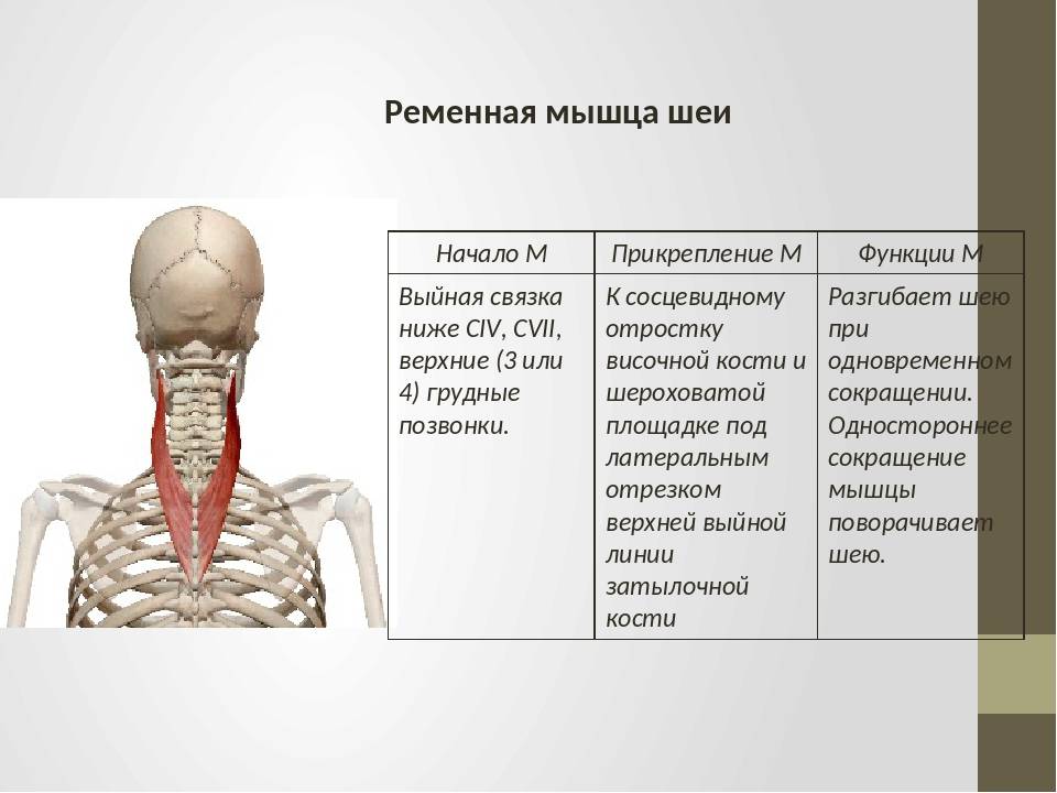 Боль в мышцах: причины и симптомы. диагностика, профилактика и лечение | мотрин®