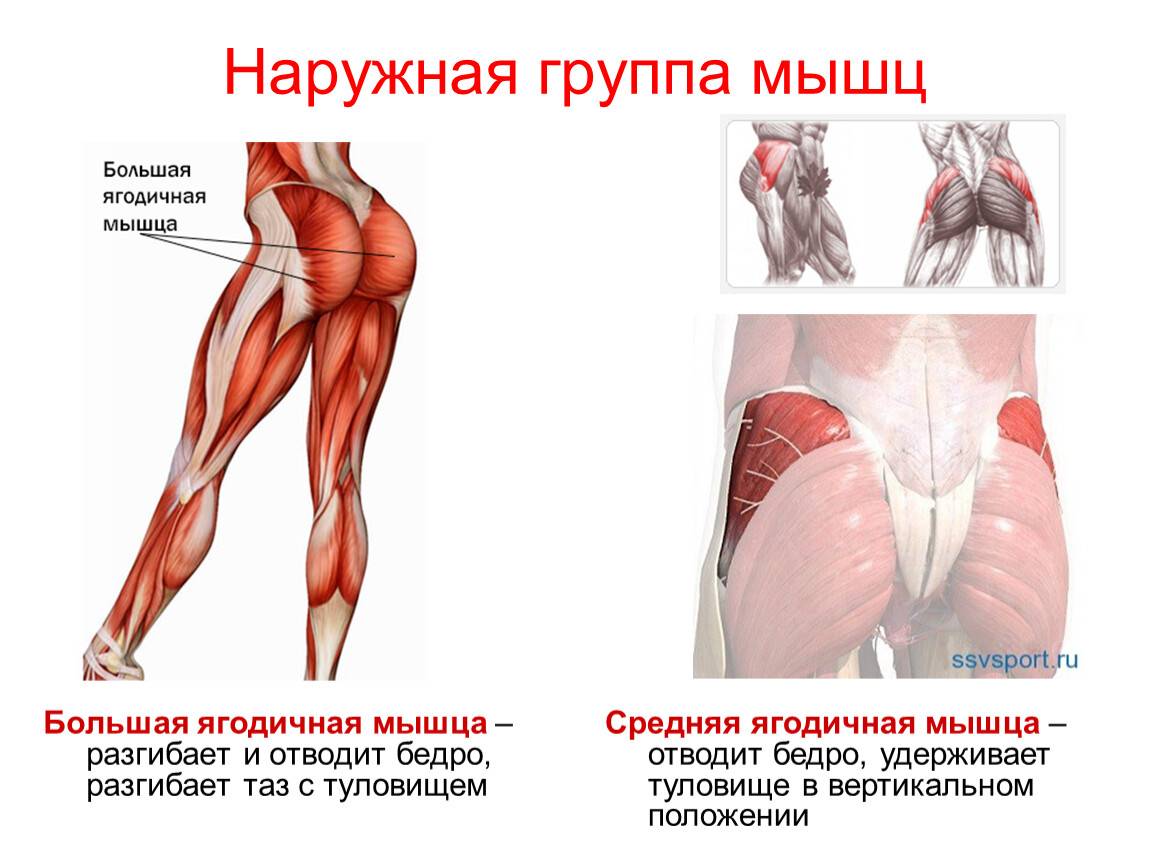 В теле 2 главные мышцы: миокард и ягодичная