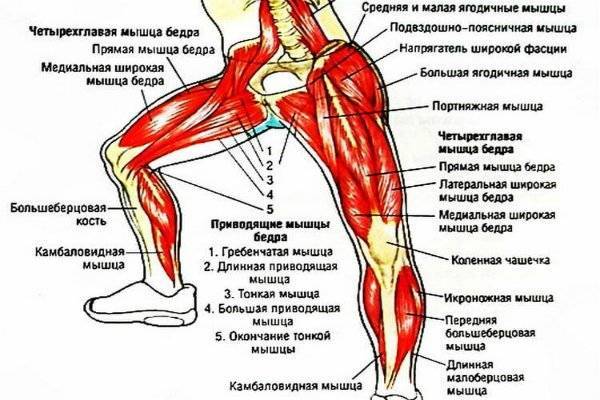 Какие мышцы работают при беге — подробный разбор анатомии ног