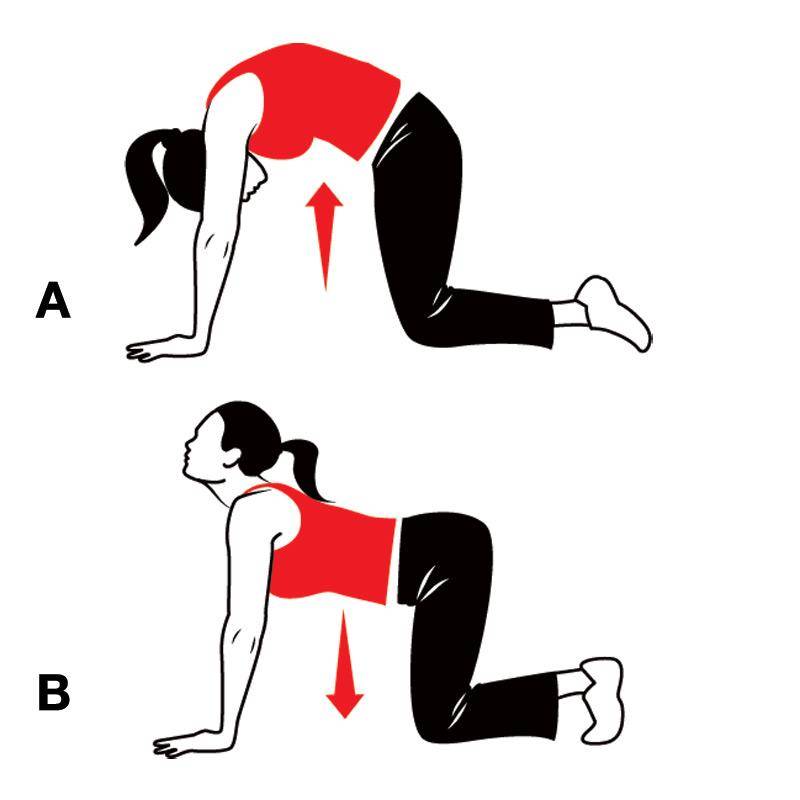 Упражнение кошка для мышц спины и пресса — техника и вариации