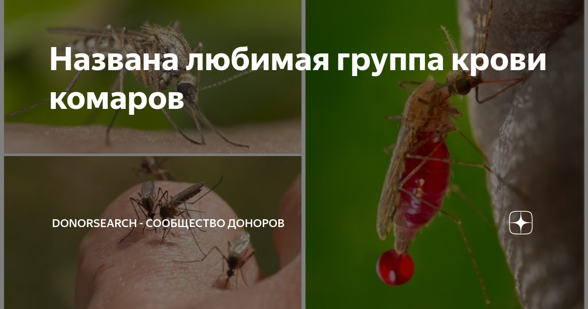 Какую группу крови любят комары: что делать, как спасаться от укусов, видео