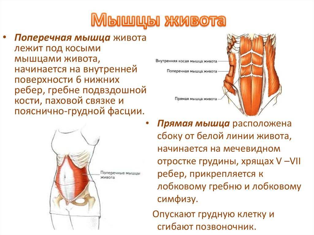 Анатомия мышц живота человека – информация: