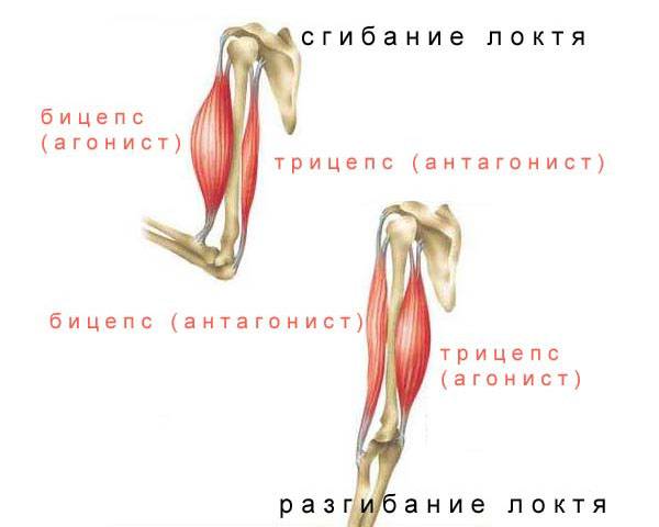 Мышцы-антагонисты. какие мышцы относятся к антагонистам, а какие к синергистам? :: syl.ru