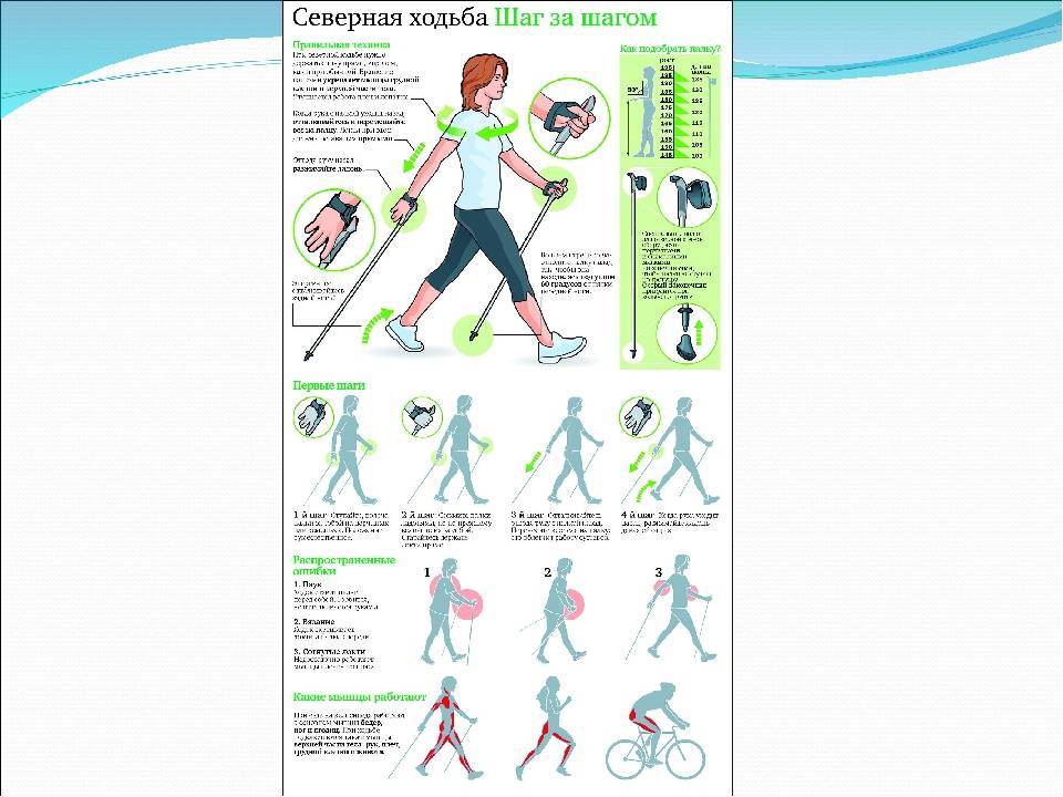 Скандинавская ходьба с палками - техника ходьбы с инструкцией