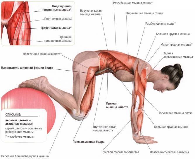 Мышцы кора: упражнения для мужчин и женщин в домашних условиях