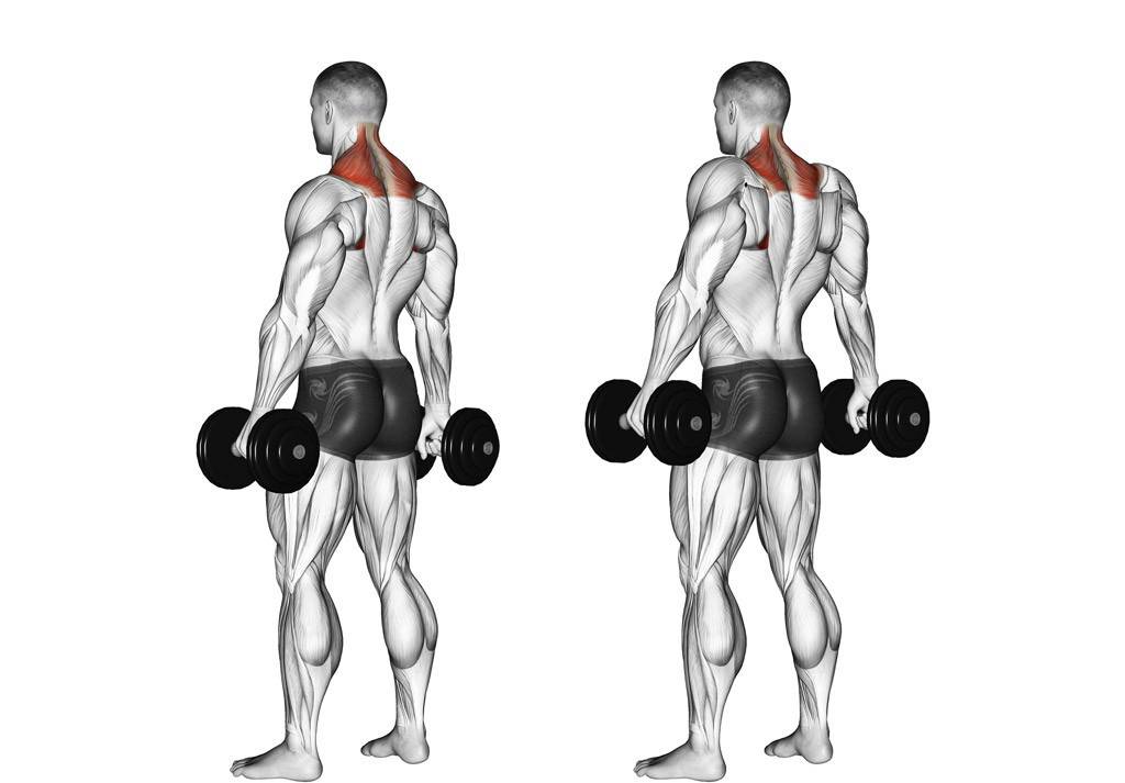 Качаем трапециевидные мышцы дома и в зале — упражнения для трапеций
