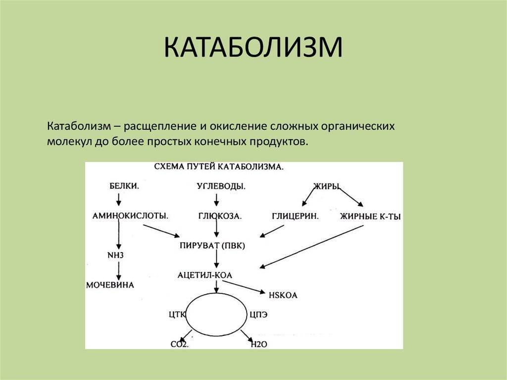 Метаболизм клетки. энергетический обмен и фотосинтез. реакции матричного синтеза. | егэ по биологии