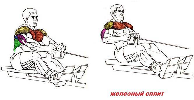 Тяга горизонтального блока к животу: техника выполнения, эффективность, отзывы