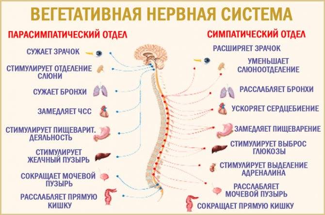 Массаж при заболеваниях вегетативной нервной системы