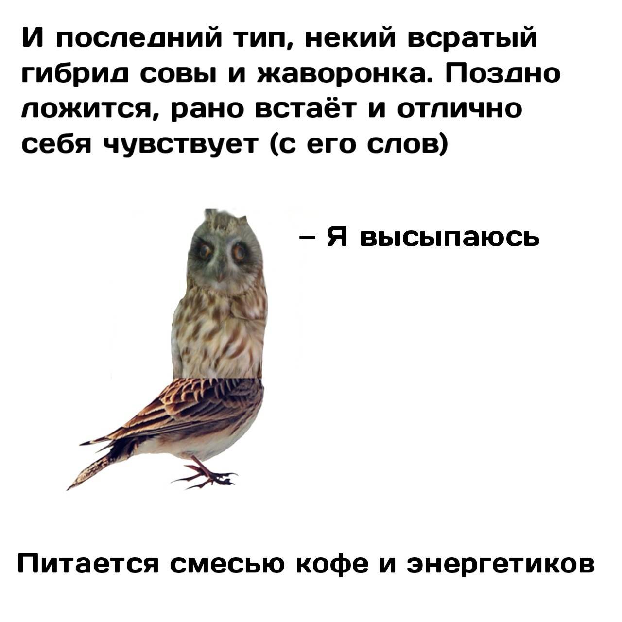 «жаворонки», «совы» и «голуби»: хронотипы человека