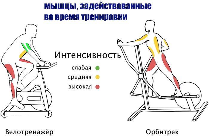 Какие мышцы работают на тренажере эллипс и как правильно заниматься на эллипсоиде