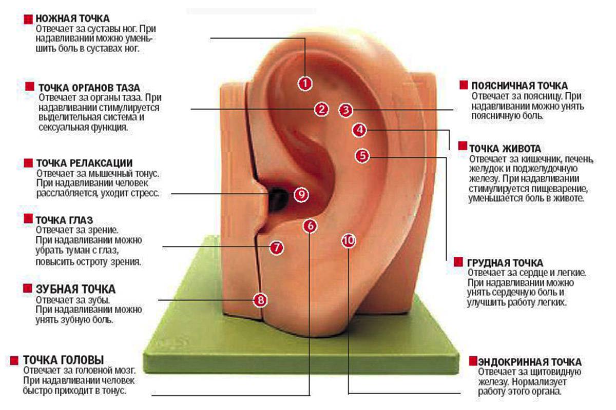 Коррекция ушных раковин. причины лопоухости у детей | 1дмц