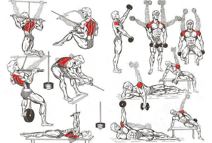 Как накачать плечи: упражнения, программа тренировок накачать мышцы плеч