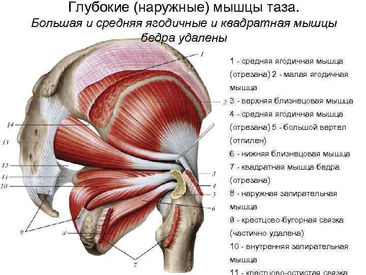 Анатомия мышц лица — виды и функции | colgate®