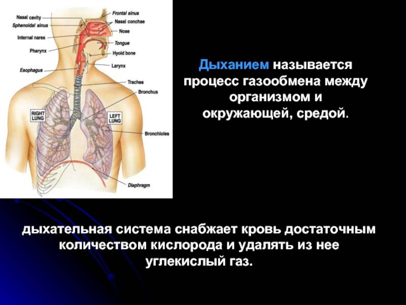 Физиология дыхания человека: процессы и параметры