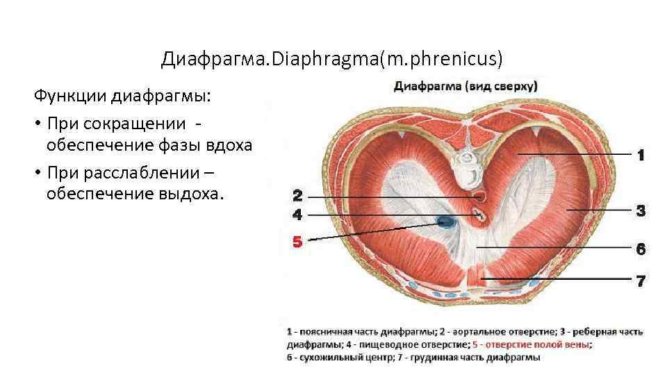 Диафрагма человека | анатомия диафрагмы, строение, функции, картинки на eurolab