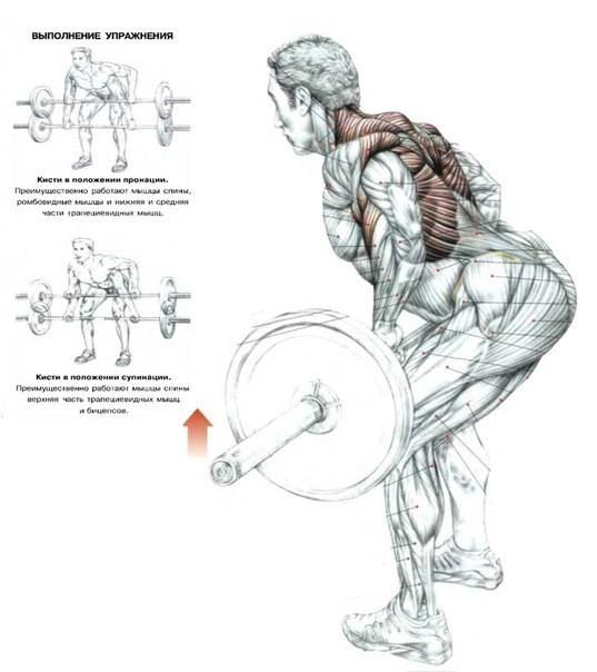 Тренировка плеч в три хода. • bodybuilding & fitness