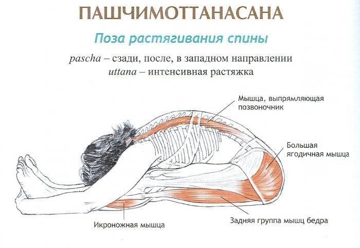 Пашчимоттанасана (пасчимоттанасана): техника выполнения этой позы растяжения спины и польза, а также противопоказания