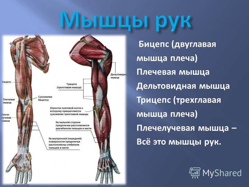 Анатомия мышц верхней конечности человека – информация: