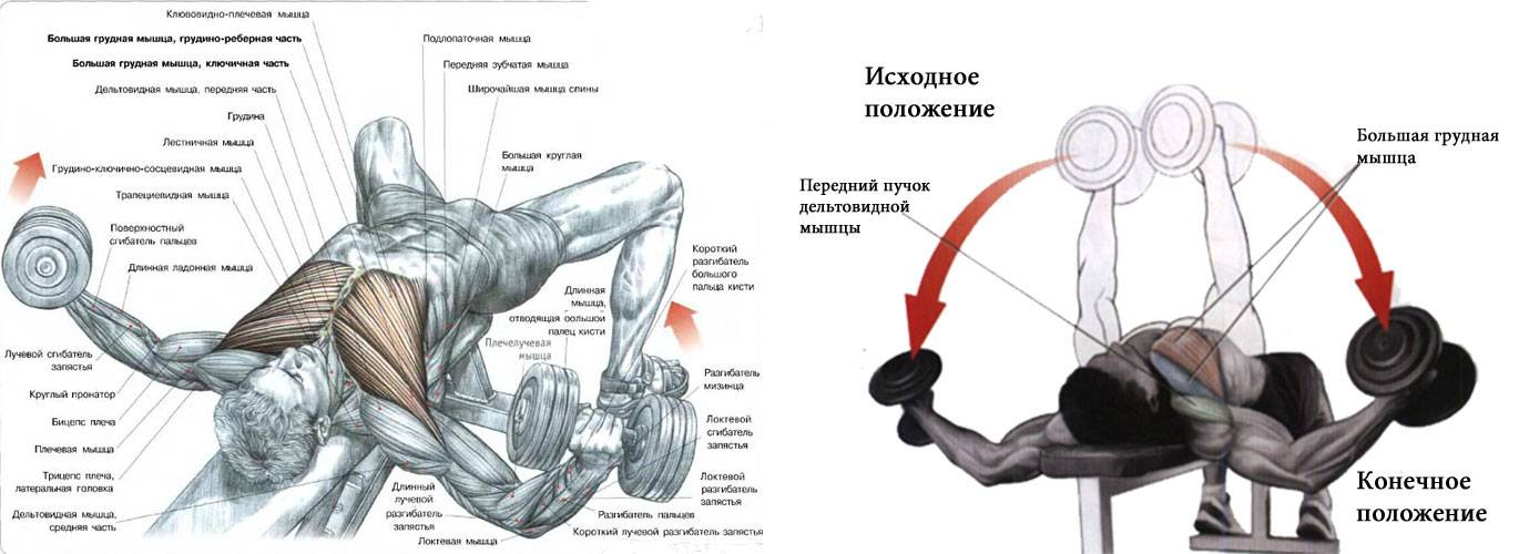 Как накачать грудные мышцы в домашних условиях? лучшие упражнения для мужчин - tony.ru
