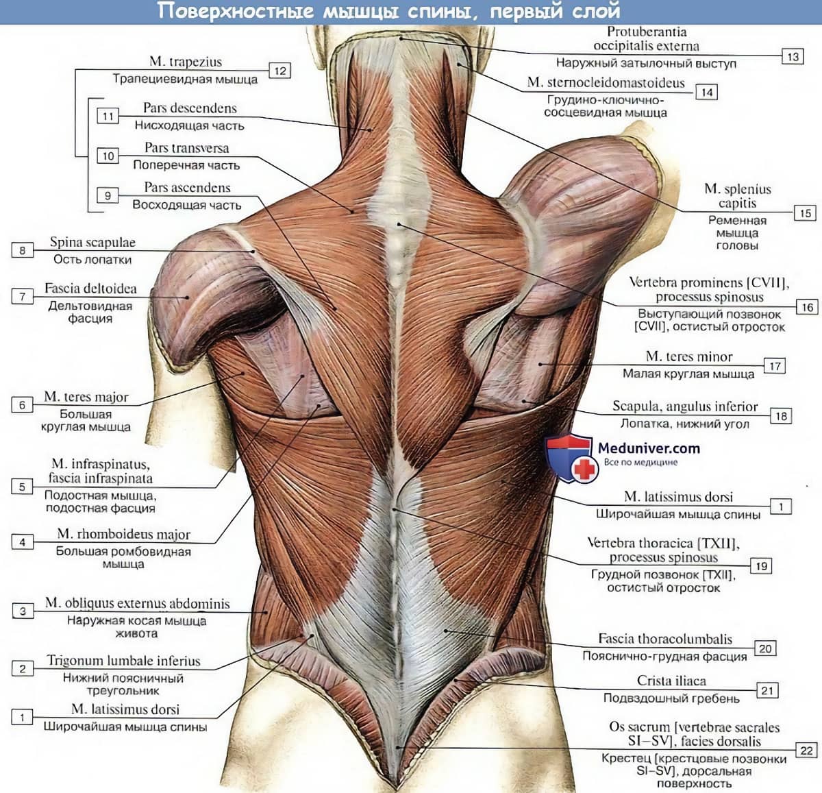 Мышцы человека | анатомия силовых упражнений