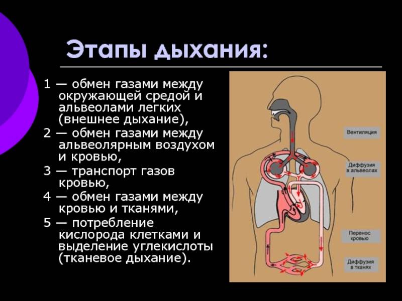 Физиология дыхательной системы: газообмен в легких : farmf | литература для фармацевтов