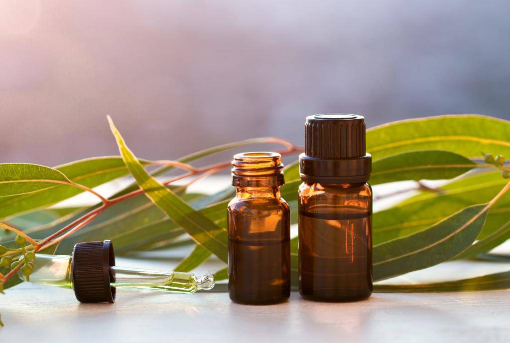 Эфирное масло эвкалипта: лечебные свойства и применение