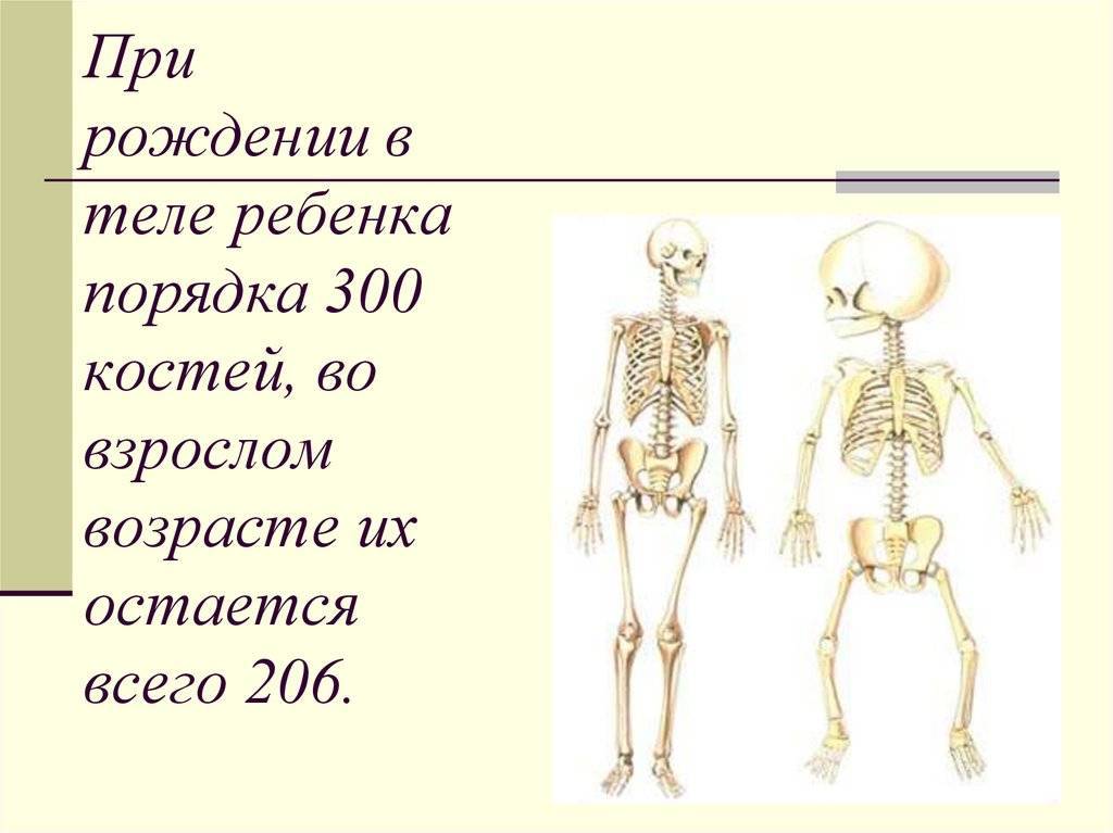 Интересные факты о костях человека