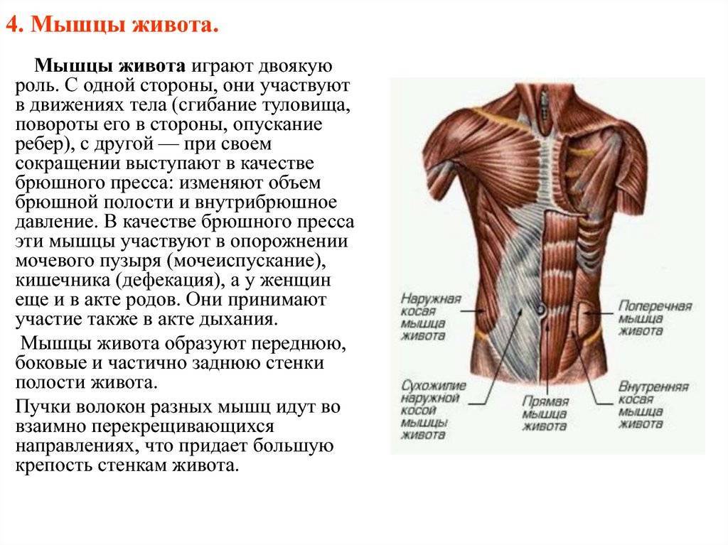Анатомия мышц живота