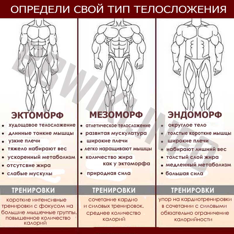 Программа тренировок по типу телосложения: для эктоморфа, эндоморфа и мезоморфа