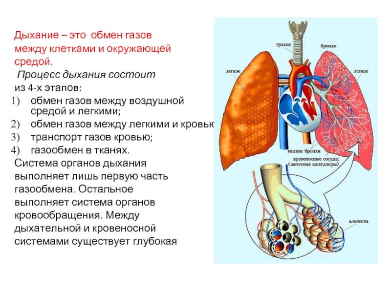 Дыхание