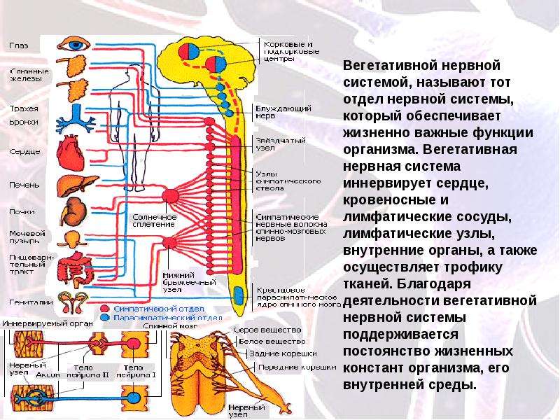 Соматоформная дисфункция вегетативной нервной системы